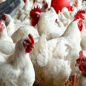 فراخ بيضاء للبيع بالكيلو