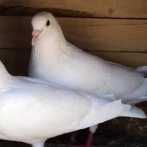 جوز حمام بلدي "سوبر" – منظف وجاهز للحشو