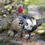 duck, bird, musky duck, nature, domestic animal, muscovy duck, domesticated