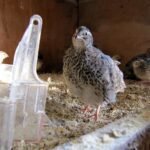 quail, bird, nature, cage, bird feeder