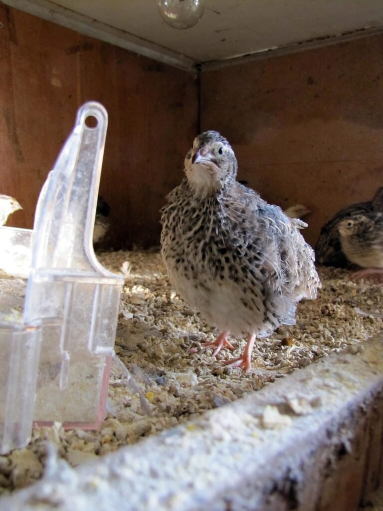 quail, bird, nature, cage, bird feeder