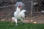 A white chicken walks on green grass in a farmyard, in front of a wire fence.