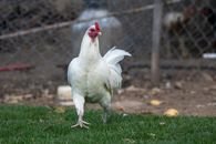 A white chicken walks on green grass in a farmyard, in front of a wire fence.