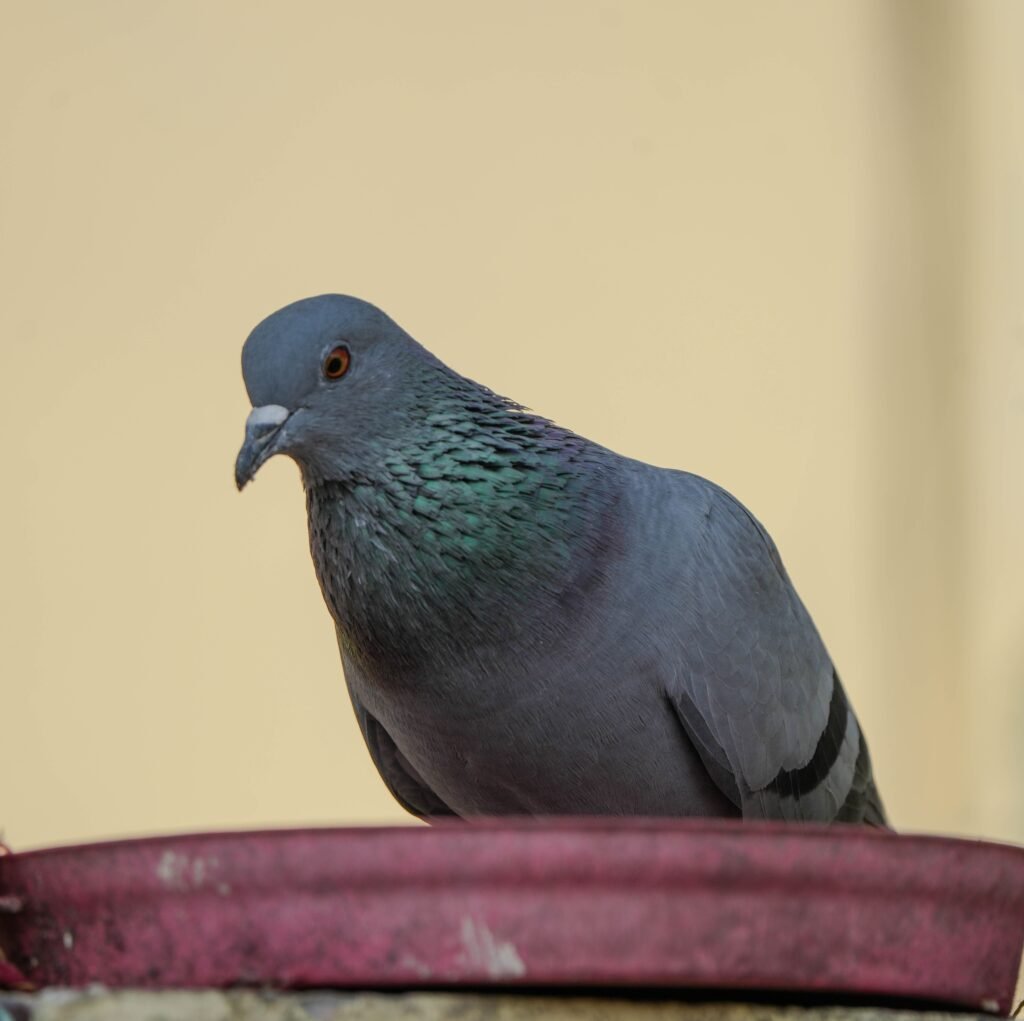 Detailed image of a rock pigeon perched on a ledge with a neutral background.