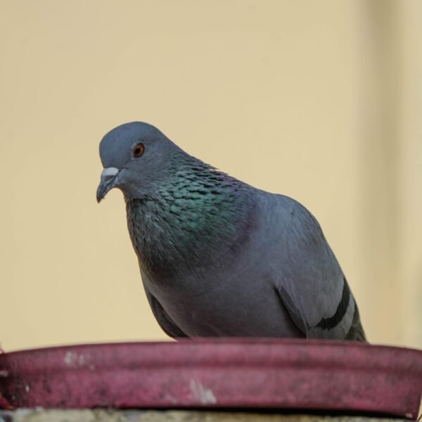 Detailed image of a rock pigeon perched on a ledge with a neutral background.
