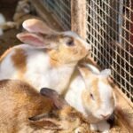 Cute rabbits basking in the sun inside a pen. Perfect for animal and pet themes.