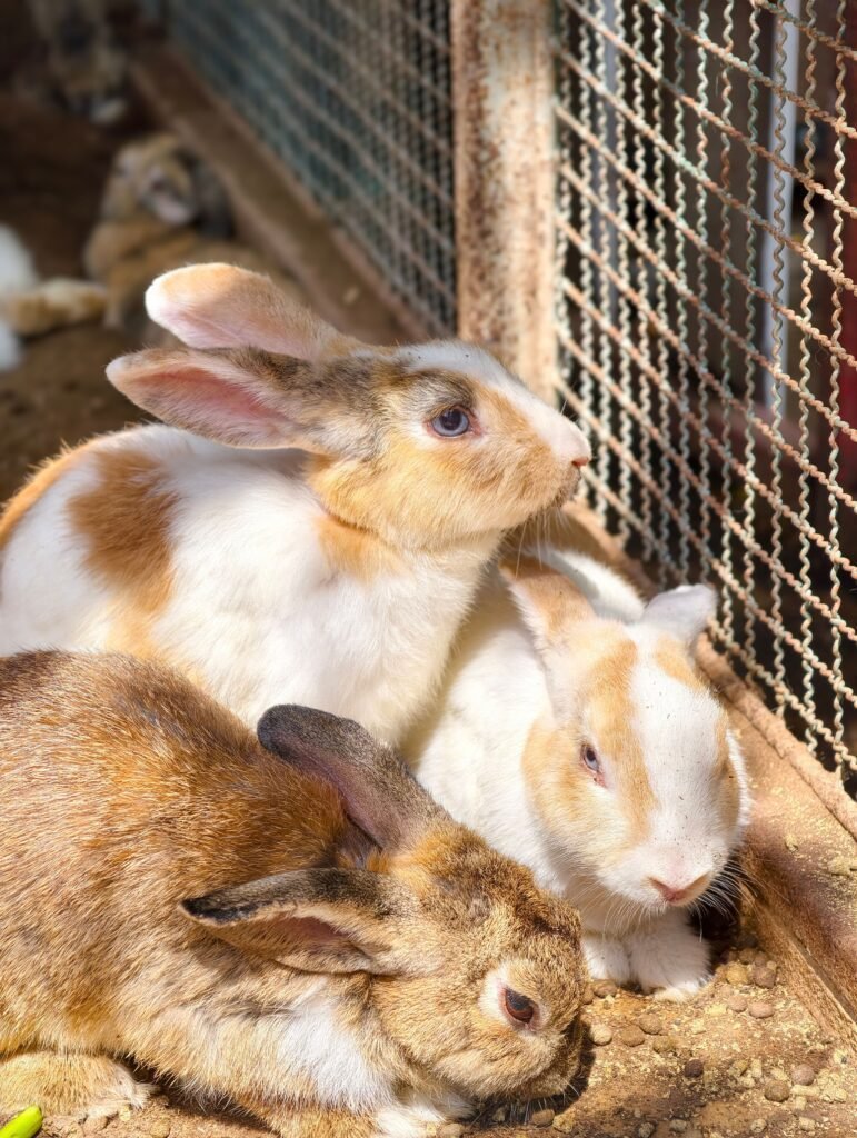 Cute rabbits basking in the sun inside a pen. Perfect for animal and pet themes.