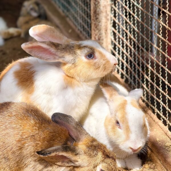 Cute rabbits basking in the sun inside a pen. Perfect for animal and pet themes.